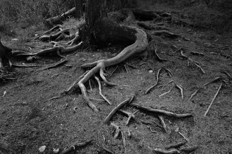 Primary Repression: Mapping the Roots of the Unconscious