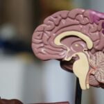Prion Neurobiology: When Proteins Rewrite the Mind