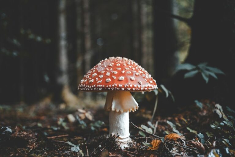 Psychoactive Fungi: Decoding the Mythic Mind
