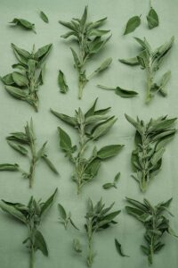 Psychopharmacology: How Ancient Herbs Rewire the Mind