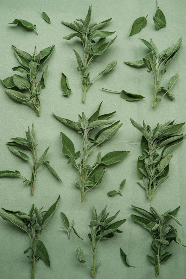 Psychopharmacology: How Ancient Herbs Rewire the Mind