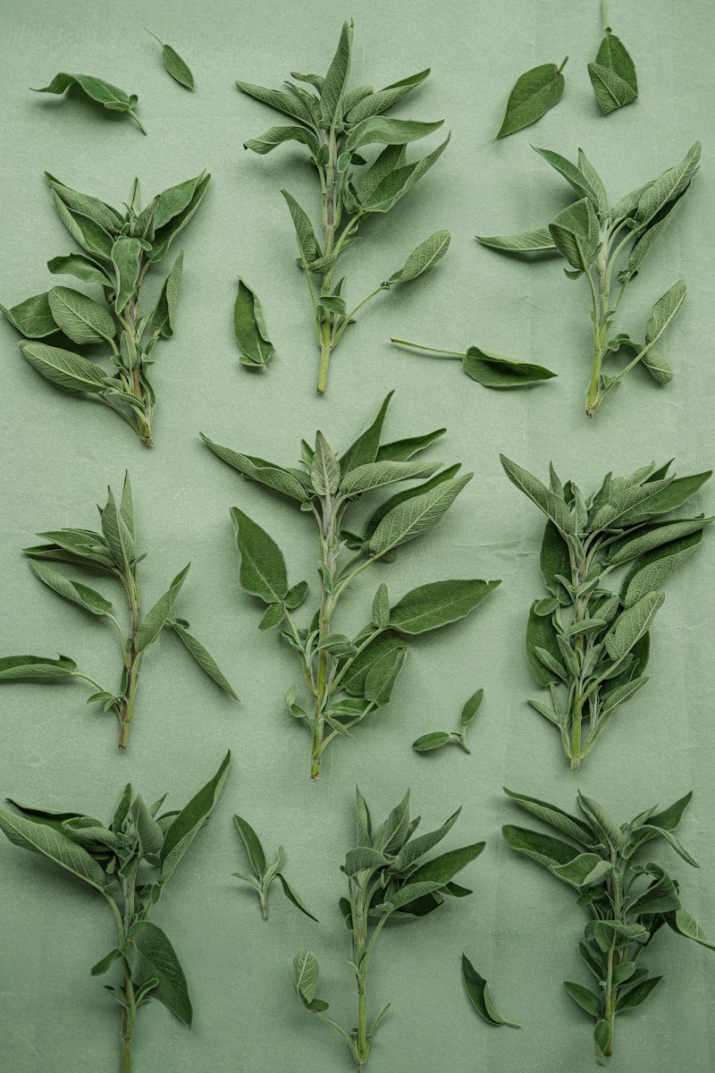 Psychopharmacology: How Ancient Herbs Rewire the Mind