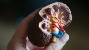 Psychosomatics: How Your Kidneys Store Hidden Stress