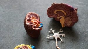 Renal Psychology: The Hidden Toll of Chronic Illness