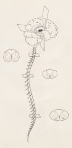 Renshaw Cells: The Spinal Cord’s Secret Inhibition System