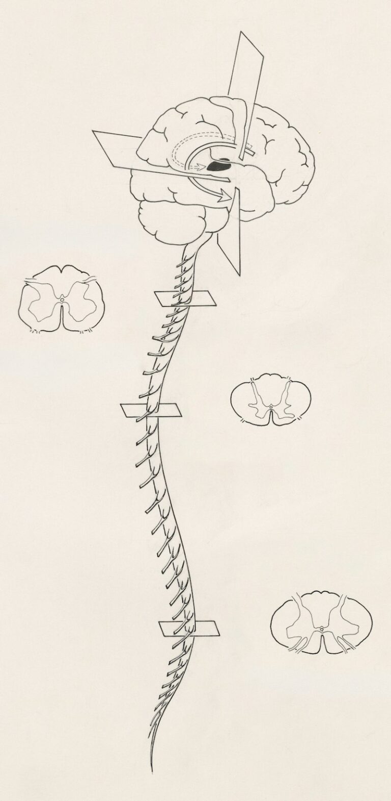 Renshaw Cells: The Spinal Cord’s Secret Inhibition System