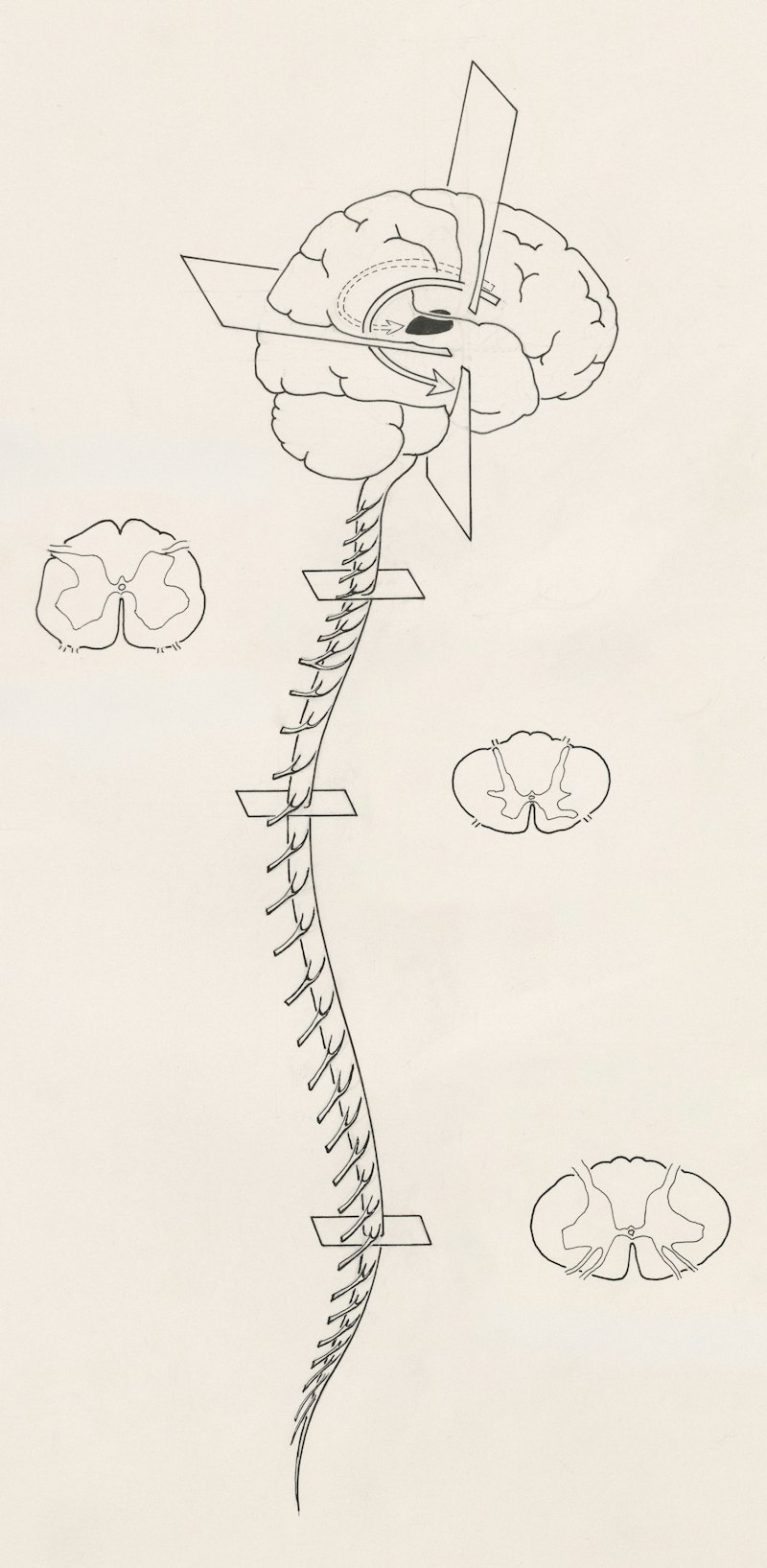 Renshaw Cells: The Spinal Cord’s Secret Inhibition System