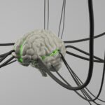 Secondary Sensory Areas: Mapping the Mind’s Hidden Depth