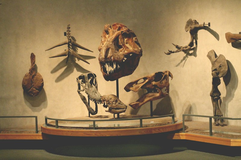Selective Adaptation: How Evolution Shapes Human Behavior