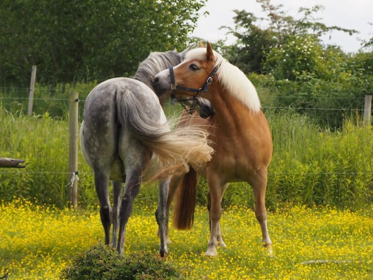 Selective Breeding: Designing Behavior Through Choice