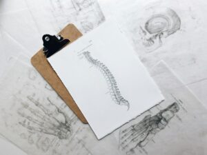Spinal Anatomy: The Hidden Blueprint of Your Mind