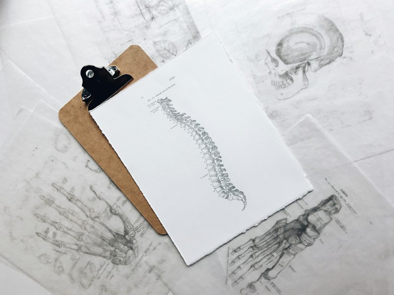 Spinal Anatomy: The Hidden Blueprint of Your Mind