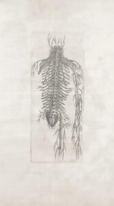 Spinal Nerves: The Body's Hidden Psychological Gateway