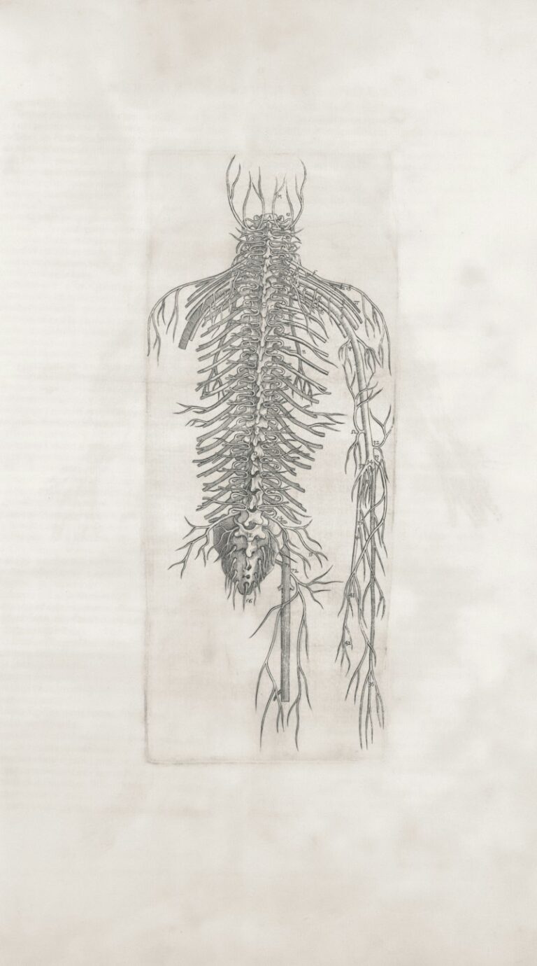 Spinal Nerves: The Body's Hidden Psychological Gateway