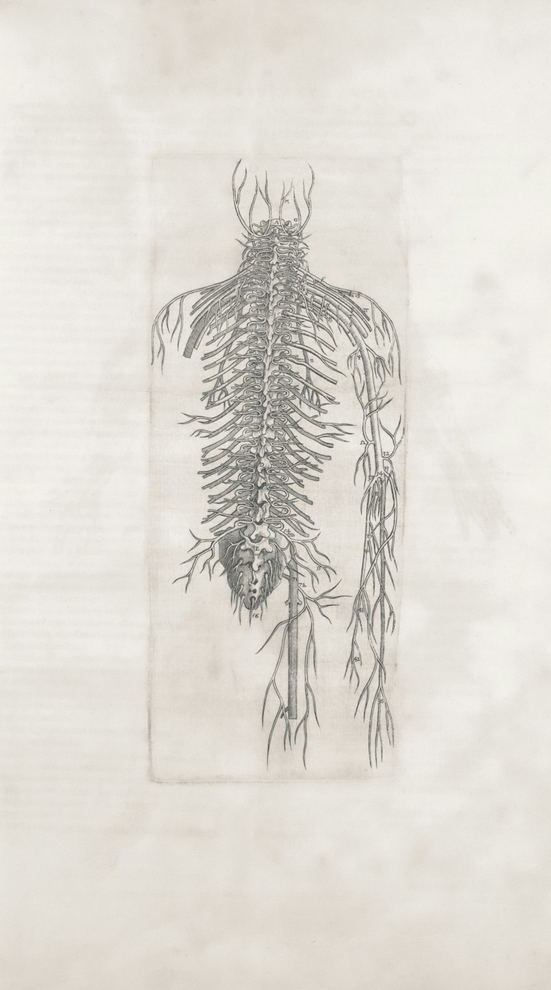 Spinal Nerves: The Body's Hidden Psychological Gateway