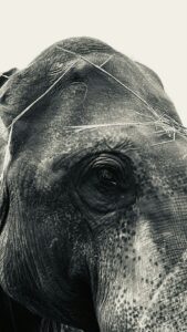 T-Maze: Decoding the Geometry of Animal Cognition