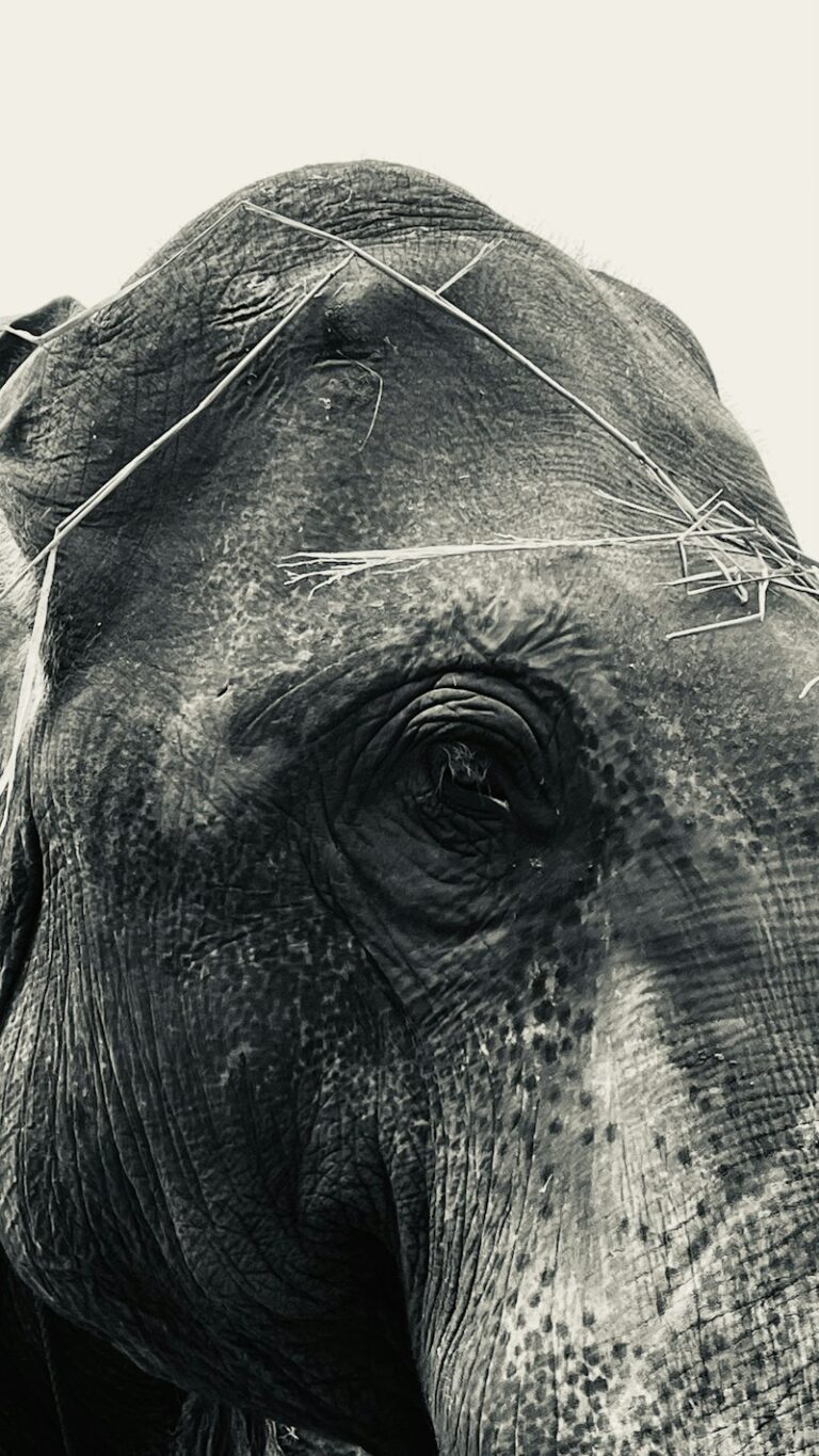 T-Maze: Decoding the Geometry of Animal Cognition