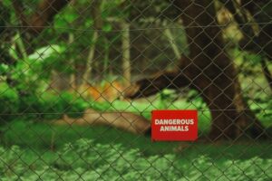 Territoriality: Why Animals Guard Their Invisible Borders
