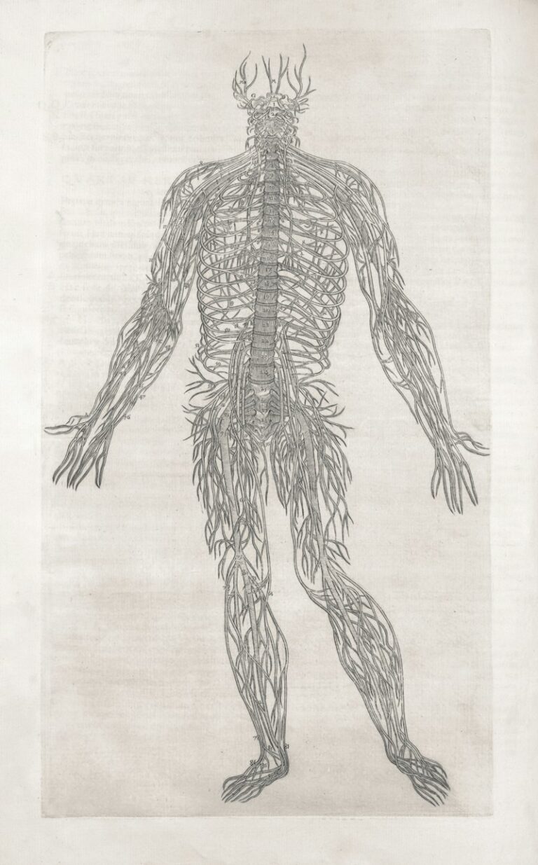 The Nervous System: Unlock Your Body's Hidden Potential