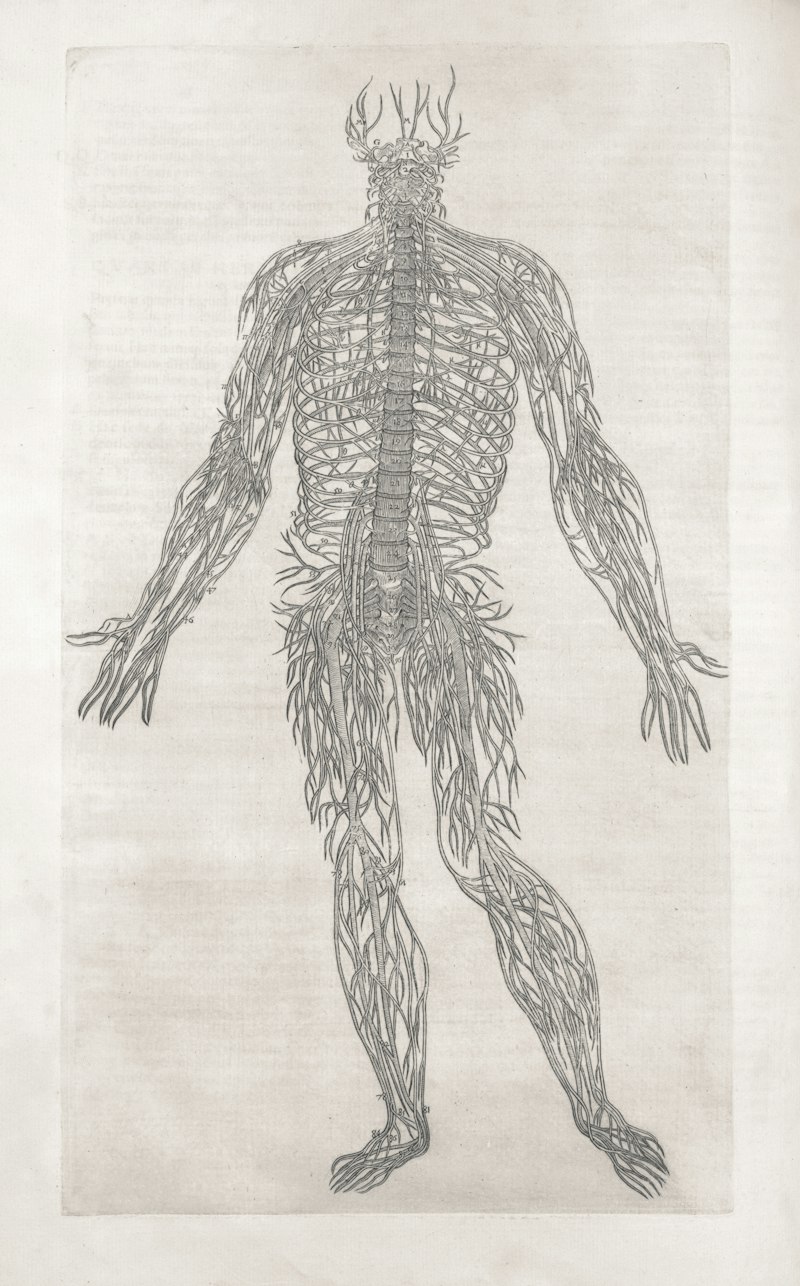 The Nervous System: Unlock Your Body's Hidden Potential