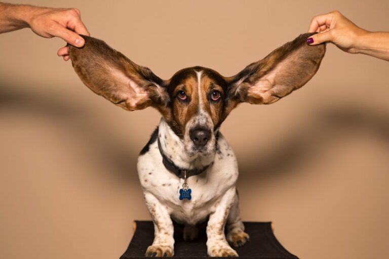 Tonic Immobility: Decoding the Mystery of Animal Hypnosis