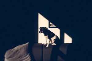 Underdog Psychology: Why Outsiders Often Win