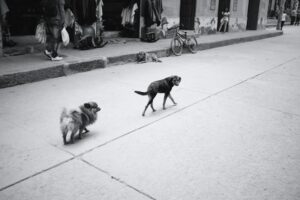 Urban Psychology: How City Life Rewires Animal Behavior