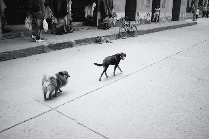 Urban Psychology: How City Life Rewires Animal Behavior