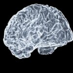 Vestibular Reflexes: Decoding How Your Brain Tracks Motion