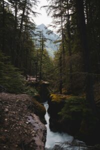 Wilderness Therapy: Discovering Self Through Nature
