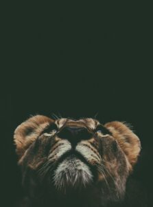 Zoanthropy: When the Mind Believes It Is an Animal