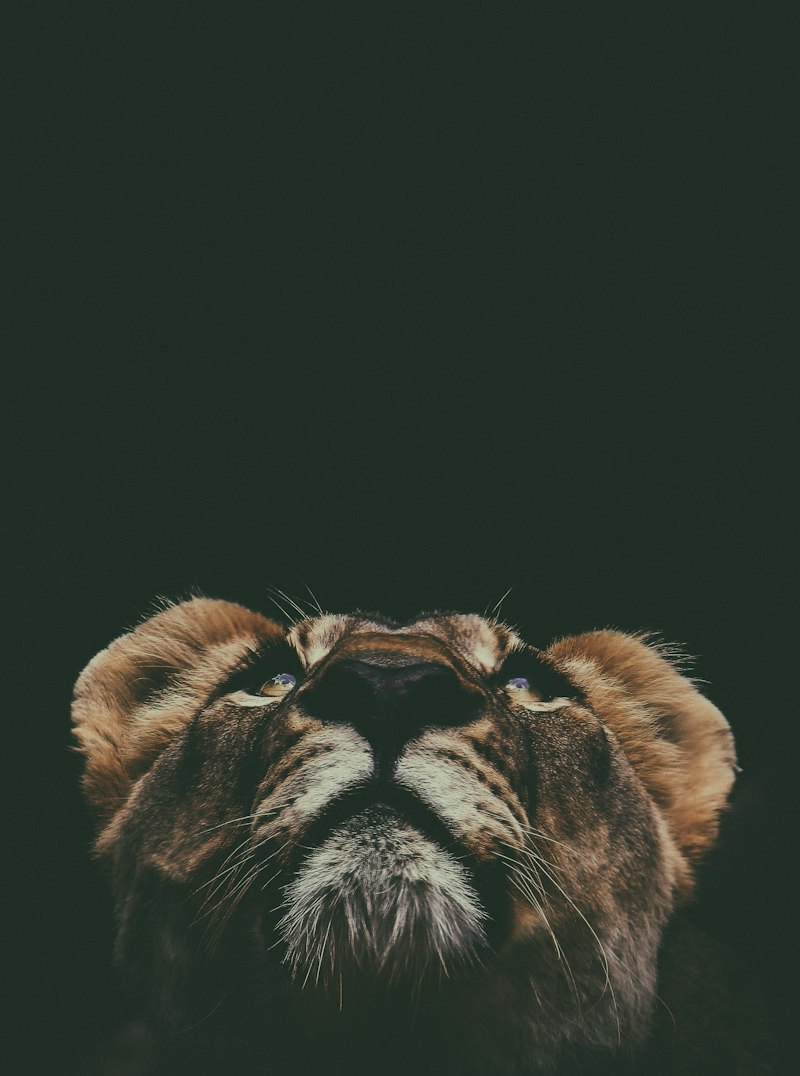 Zoanthropy: When the Mind Believes It Is an Animal