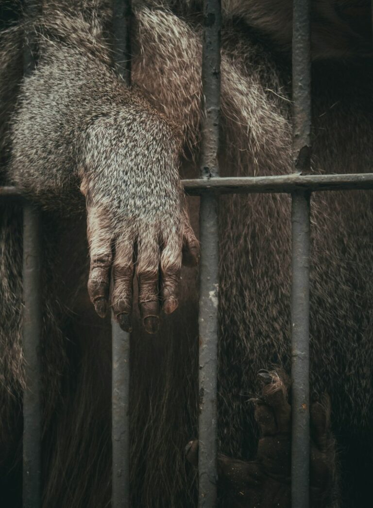 Zoosadism: The Dark Psychology Behind Animal Cruelty