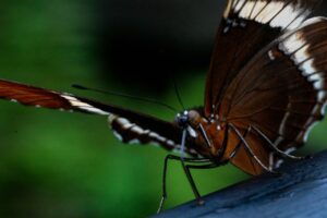 Aggressive Mimicry: Nature’s Masterclass in Deception