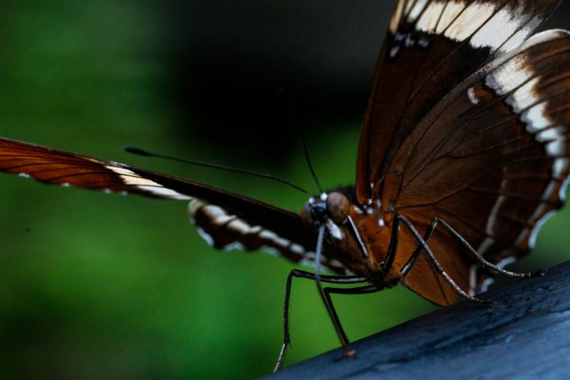 Aggressive Mimicry: Nature’s Masterclass in Deception