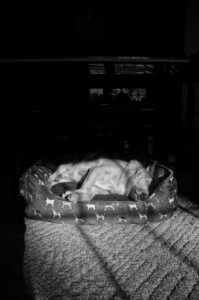 Alert Inactivity: Newborns Learning in Stillness