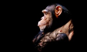 Animal Cognition: Decoding the Secrets of Non-Human Minds