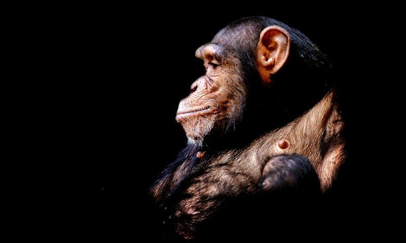 Animal Cognition: Decoding the Secrets of Non-Human Minds