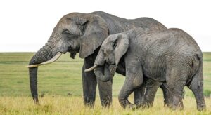 Animal Cooperation: The Evolutionary Secret to Survival
