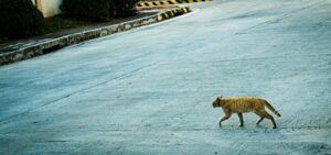 Animal Homing: The Hidden Instinct to Find Your Way Home