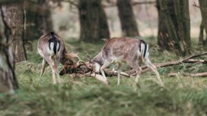 Animal Play: Why Fun is Vital for Survival