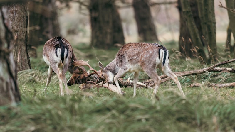 Animal Play: Why Fun is Vital for Survival