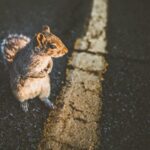 Animal Spirits: Why Your Instincts Rule Every Choice
