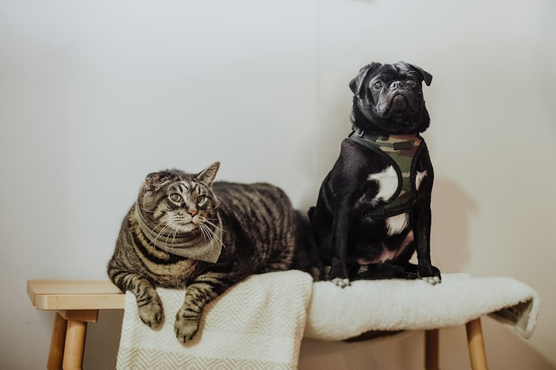 Anthropomorphism: Why We Project Our Selves onto Pets