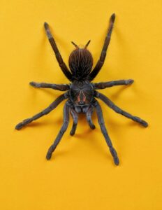 Arachnophobia: Why Your Brain Fears Spiders