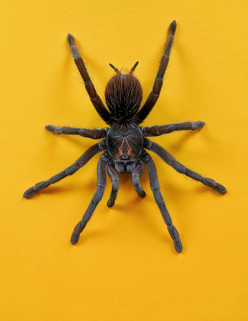 Arachnophobia: Why Your Brain Fears Spiders
