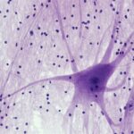 Axonal Transport: The Neuron's Vital Logistics System