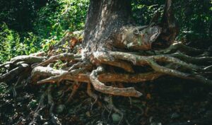 Biological Kinship: The Roots of Human Behavior