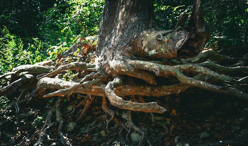 Biological Kinship: The Roots of Human Behavior