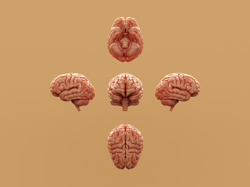 Biological Organisms: How Life Shapes the Human Mind